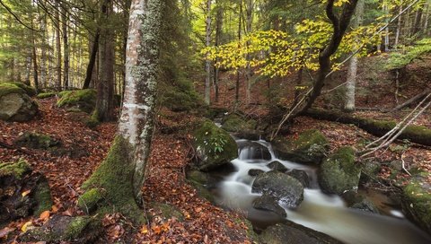 Обои природа, камни, лес, ручей, осень, nature, stones, forest, stream, autumn разрешение 1920x1280 Загрузить