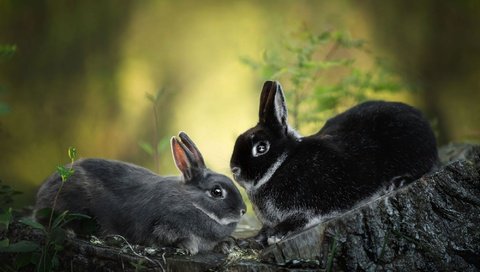 Обои природа, кролик, кролики, пень, зайчики, nature, rabbit, rabbits, stump, bunnies разрешение 2000x1328 Загрузить