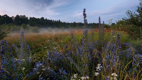 Обои природа, лес, пейзаж, утро, туман, луг, травы, nature, forest, landscape, morning, fog, meadow, grass разрешение 1920x1280 Загрузить