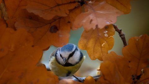 Обои природа, листья, осень, птица, синица, nature, leaves, autumn, bird, tit разрешение 2662x2080 Загрузить