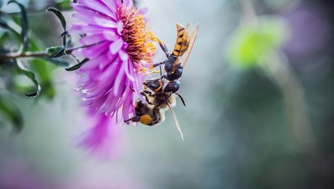 Обои природа, макро, цветок, насекомые, парочка, пчелы, nature, macro, flower, insects, a couple, bees разрешение 3600x2400 Загрузить