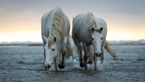 Обои природа, море, пара, белые, лошади, кони, nature, sea, pair, white, horse, horses разрешение 6144x3771 Загрузить