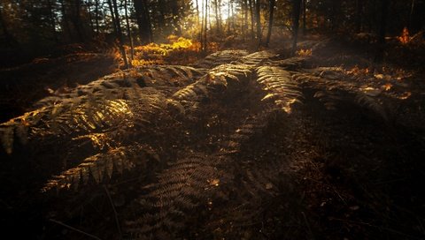 Обои природа, осень, папоротники, nature, autumn, ferns разрешение 3840x2160 Загрузить