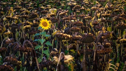 Обои природа, осень, подсолнухи, nature, autumn, sunflowers разрешение 3840x2160 Загрузить