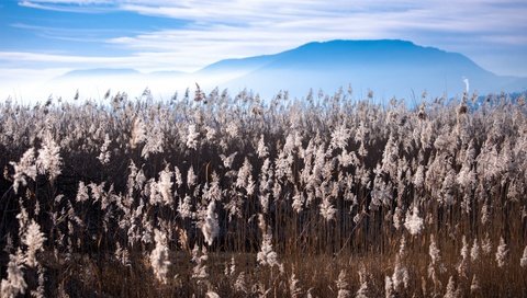 Обои природа, поле, nature, field разрешение 3840x2160 Загрузить