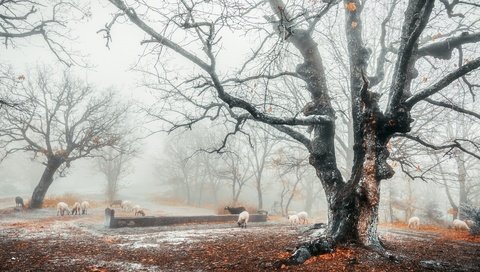 Обои снег, лес, туман, осень, овцы, поздняя осень, snow, forest, fog, autumn, sheep, late autumn разрешение 3840x2160 Загрузить