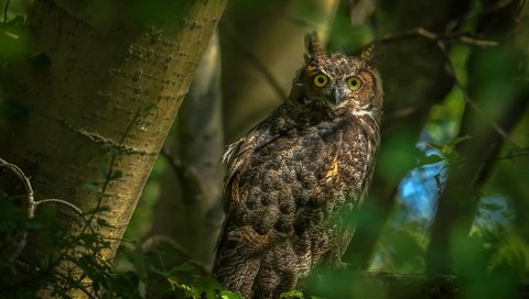 Обои сова, листья, ветки, взгляд, птица, боке, owl, leaves, branches, look, bird, bokeh разрешение 3840x2485 Загрузить