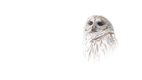 Обои сова, портрет, птица, белый фон, owl, portrait, bird, white background разрешение 4096x2730 Загрузить
