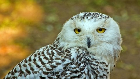 Обои сова, взгляд, птица, полярная сова, желтые глаза, owl, look, bird, snowy owl, yellow eyes разрешение 3600x2338 Загрузить