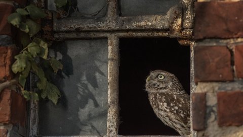 Обои сова, птица, окно, owl, bird, window разрешение 2048x1300 Загрузить