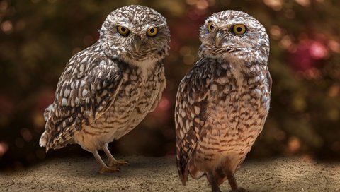 Обои сова, взгляд, птицы, боке, совы, сыч, сычи, owl, look, birds, bokeh, owls разрешение 3840x2560 Загрузить
