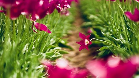 Обои свет, клумба, цветы, размытие, зелень, боке, листья, тропинка, весна, тюльпаны, розовые, light, flowerbed, flowers, blur, greens, bokeh, leaves, path, spring, tulips, pink разрешение 4856x3238 Загрузить
