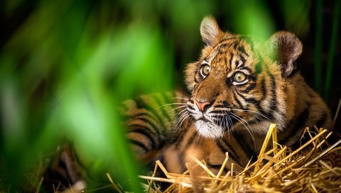 Обои тигр, морда, зелень, дикая кошка, tiger, face, greens, wild cat разрешение 5120x3200 Загрузить