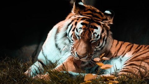 Обои тигр, поза, осень, темный фон, язык, tiger, pose, autumn, the dark background, language разрешение 2880x1839 Загрузить