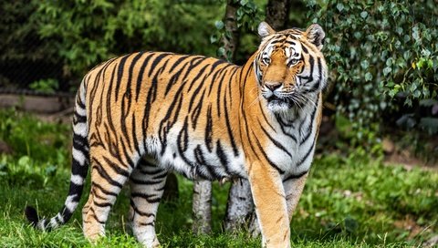 Обои тигр, природа, листья, взгляд, tiger, nature, leaves, look разрешение 5752x3835 Загрузить