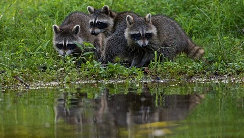 Обои трава, берег, водоем, еноты, енот, grass, shore, pond, raccoons, raccoon разрешение 2000x1333 Загрузить