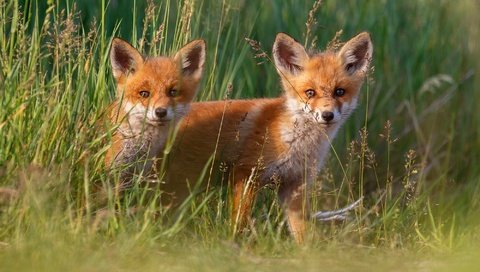 Обои трава, малыши, лисята, лисы, grass, kids, cubs, fox разрешение 2000x1333 Загрузить