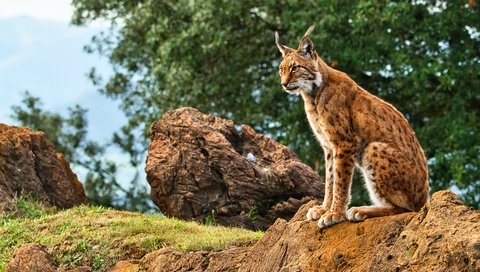 Обои трава, природа, дерево, камни, рысь, листва, сидит, боке, grass, nature, tree, stones, lynx, foliage, sitting, bokeh разрешение 3840x2160 Загрузить