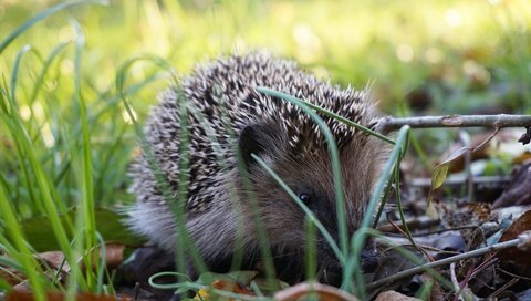 Обои трава, природа, ежик, еж, grass, nature, hedgehog разрешение 3840x2560 Загрузить