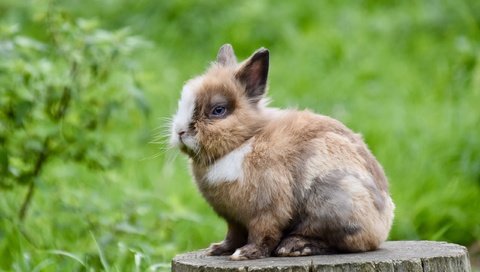 Обои трава, природа, кролик, пень, заяц, пятнистый, grass, nature, rabbit, stump, hare, spotted разрешение 2560x1706 Загрузить