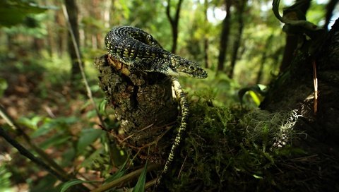 Обои трава, боке, природа, лес, взгляд, ящерица, мох, пень, сук, grass, bokeh, nature, forest, look, lizard, moss, stump, bitches разрешение 3840x2160 Загрузить