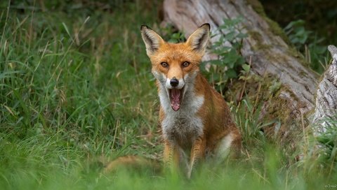 Обои трава, природа, рыжая, лиса, сидит, язык, пасть, бревно, grass, nature, red, fox, sitting, language, mouth, log разрешение 1920x1080 Загрузить