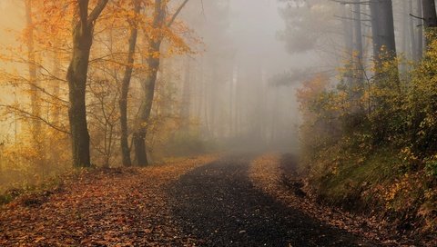 Обои туман, осень, fog, autumn разрешение 3840x2160 Загрузить