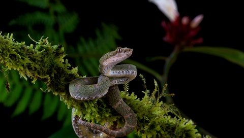 Обои ветка, цветок, змея, мох, черный фон, серая, branch, flower, snake, moss, black background, grey разрешение 3840x2556 Загрузить