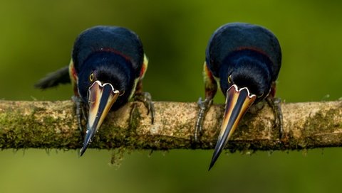 Обои ветка, фон, поза, птицы, тукан, две, две птицы, branch, background, pose, birds, toucan, two, two birds разрешение 3043x2092 Загрузить