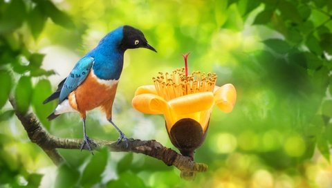 Обои ветка, fuyi chen, природа, дерево, цветок, листва, птица, тайвань, боке, branch, nature, tree, flower, foliage, bird, taiwan, bokeh разрешение 2000x1333 Загрузить