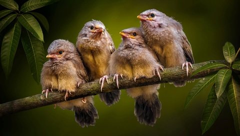 Обои ветка, природа, листья, птички, квартет, птенцы, branch, nature, leaves, birds, quartet, chicks разрешение 2000x1125 Загрузить