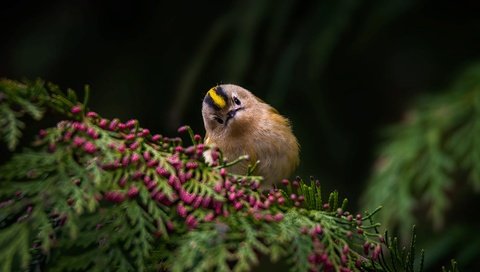 Обои ветка, природа, птичка, королёк, branch, nature, bird, goldcrest разрешение 2000x1125 Загрузить