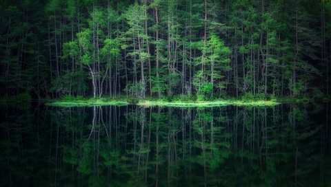 Обои вода, лес, отражение, water, forest, reflection разрешение 2500x1406 Загрузить