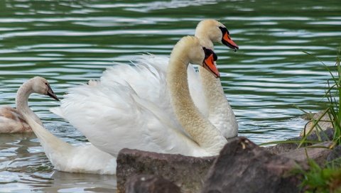 Обои водоем, пара, белые, лебеди, pond, pair, white, swans разрешение 2880x1620 Загрузить