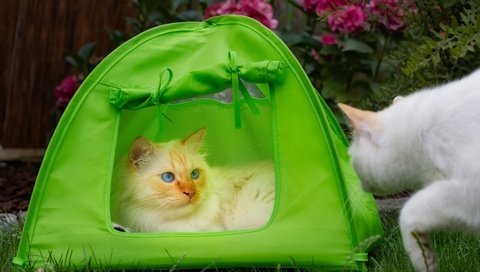 Обои взгляд, кошки, палатка, look, cats, tent разрешение 6000x4000 Загрузить