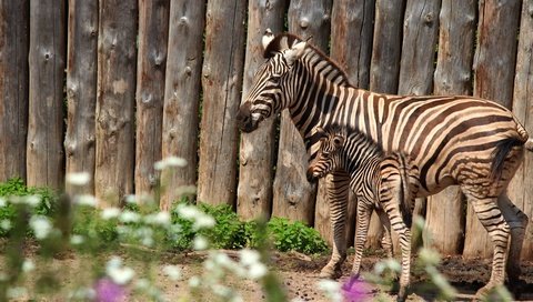 Обои зебра, забор, пара, мама, детеныш, зебры, жеребенок, zebra, the fence, pair, mom, cub, foal разрешение 3840x2560 Загрузить