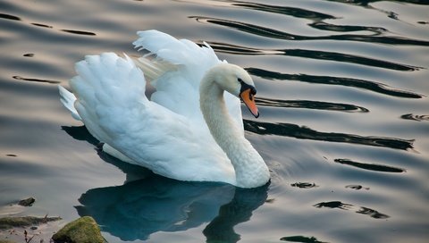 Обои белый, водоем, птица, лебедь, white, pond, bird, swan разрешение 3000x2000 Загрузить