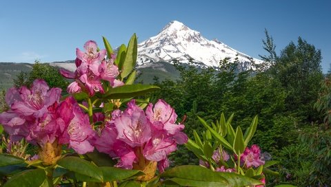 Обои цветы, горы, розовые, азалия, рододендроны, flowers, mountains, pink, azalea, rhododendrons разрешение 2048x1361 Загрузить