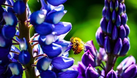 Обои цветы, бутоны, насекомое, лепестки, крылья, пчела, люпины, flowers, buds, insect, petals, wings, bee, lupins разрешение 6000x3376 Загрузить