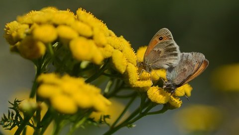 Обои цветы, природа, лето, бабочки, flowers, nature, summer, butterfly разрешение 4353x2902 Загрузить