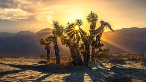 Обои деревья, горы, солнце, пустыня, дерево джошуа, trees, mountains, the sun, desert, joshua tree разрешение 4005x2684 Загрузить