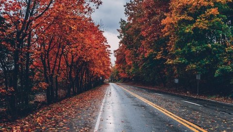 Обои дорога, деревья, листья, осень, листопад, road, trees, leaves, autumn, falling leaves разрешение 5472x3648 Загрузить