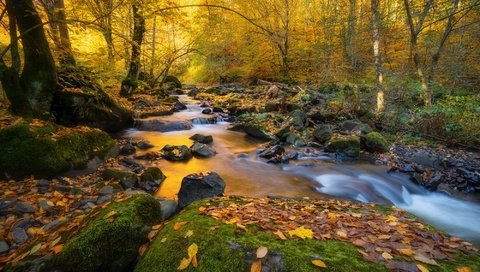 Обои деревья, природа, камни, лес, листья, пейзаж, ручей, осень, trees, nature, stones, forest, leaves, landscape, stream, autumn разрешение 2000x1334 Загрузить