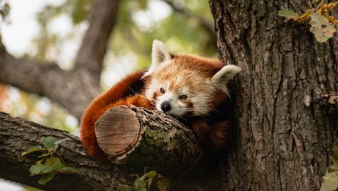 Обои дерево, лежит, красная панда, малая панда, tree, lies, red panda разрешение 2560x1440 Загрузить