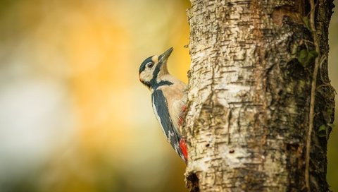 Обои дерево, птица, дятел, tree, bird, woodpecker разрешение 1920x1280 Загрузить