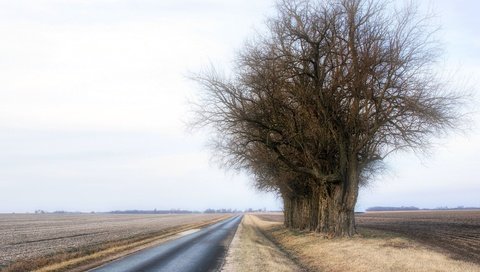 Обои дорога, деревья, туман, road, trees, fog разрешение 3840x2160 Загрузить