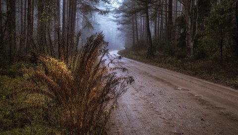 Обои дорога, осень, road, autumn разрешение 3840x2160 Загрузить