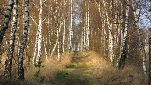 Обои дорога, природа, березы, road, nature, birch разрешение 3840x2160 Загрузить