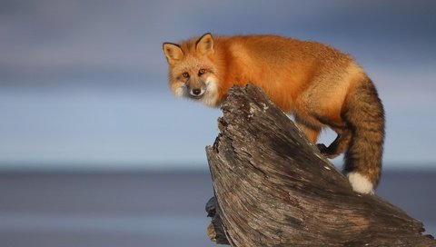Обои фон, взгляд, рыжая, лиса, коряга, background, look, red, fox, snag разрешение 3072x2048 Загрузить