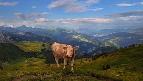 Обои горы, пастбище, корова, альпы, mountains, pasture, cow, alps разрешение 2720x1655 Загрузить